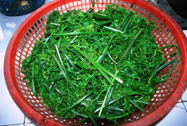 Rau dớn (chưa chế biến). 