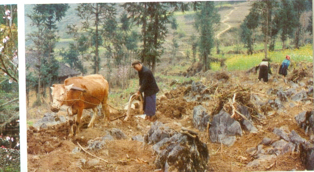 Nơi canh tác của người Cờ Lao trên nương dốc và hốc đá