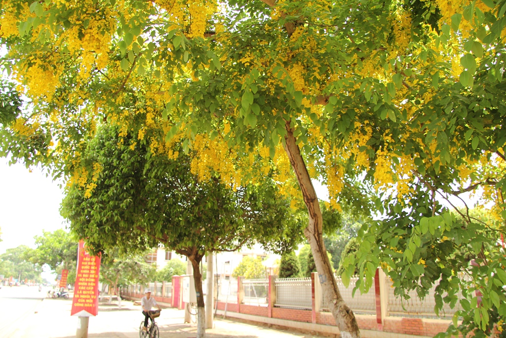 Rợp bóng những con đường...