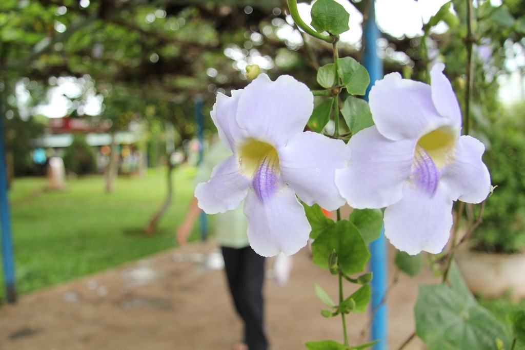 Cát tường luôn vẻ mặn mà