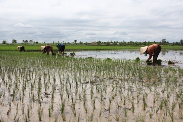 Nông dân huyện Buôn Đôn gieo cấy giống lúa lai TH3-3 vụ hè thu 2011.