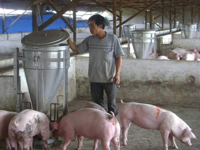 Một góc trang trại chăn nuôi heo của gia đình anh Nguyễn Văn Kiên.