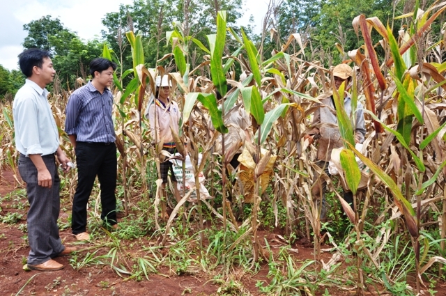 Anh Nguyễn Thành Trung (áo sẫm màu) đang kiểm tra thu hoạch ngô vụ đông xuân.