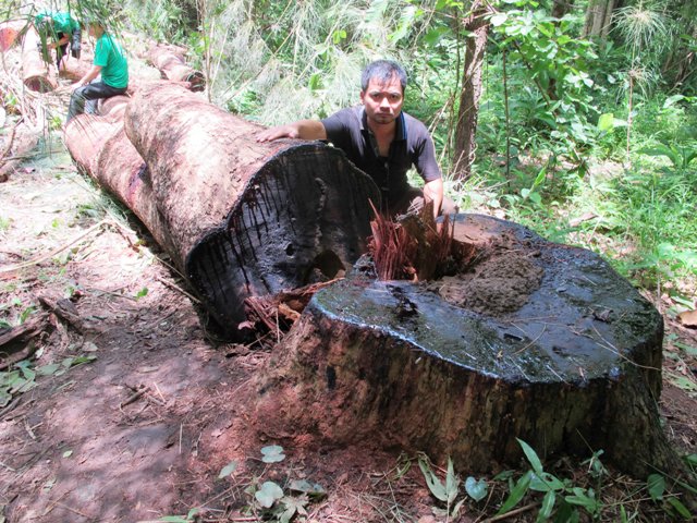  Một cây gỗ hương đại thụ bị lâm tặc cưa đổ trong vùng rừng của huyện Krông Pa, cách Khu BTTN Ea Sô chỉ vài trăm mét.