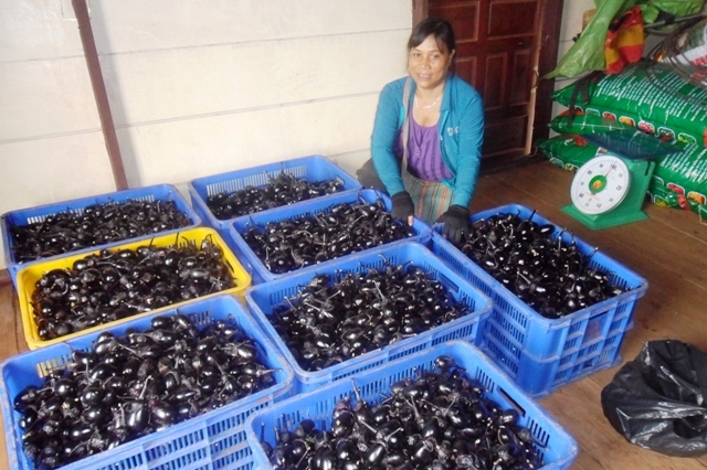 “Sản phẩm đầu tay” của mô hình cây cà tím Nhật Bản sản xuất theo hướng thực hành nông nghiệp tốt (GAP).