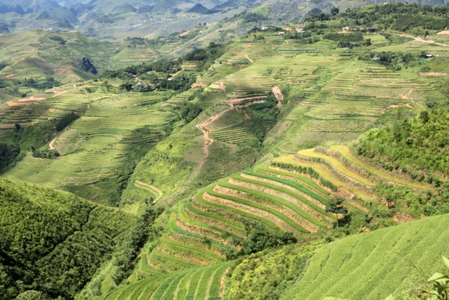 Ruộng như vệt màu chấm phá trong bức tranh của núi rừng