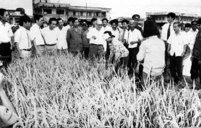 Chủ tịch Võ Chí Công đi thăm cánh đồng lúa của xã Nguyên Xá (Đông Hưng, Thái Bình). Ảnh: T.L