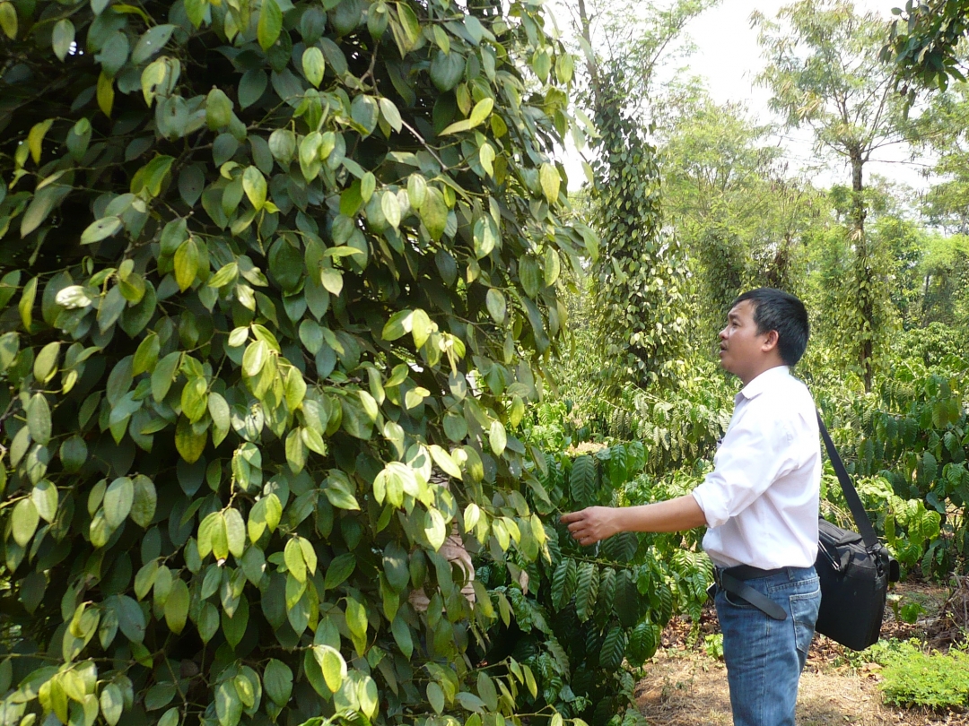 Sự dao động quá mạnh của biên độ giá trên thị trường kỳ hạn thế giới suốt mấy ngày nay đã làm cho người mua lẫn người bán phải chùn tay.