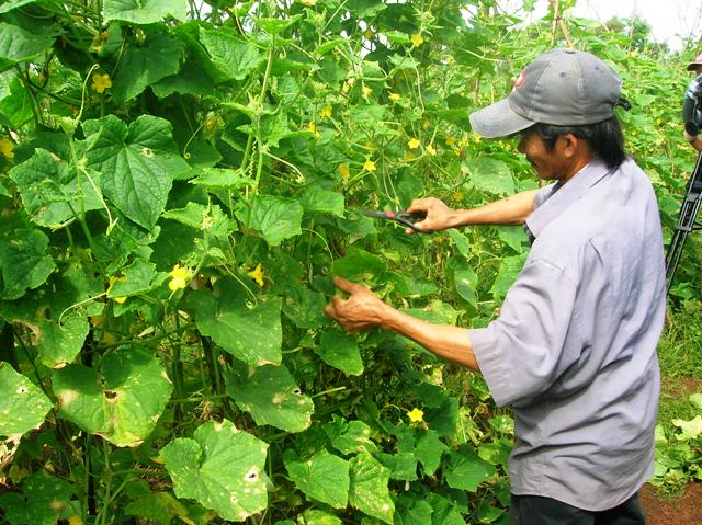 Rau an toàn là mối quan tâm của toàn xã hội.