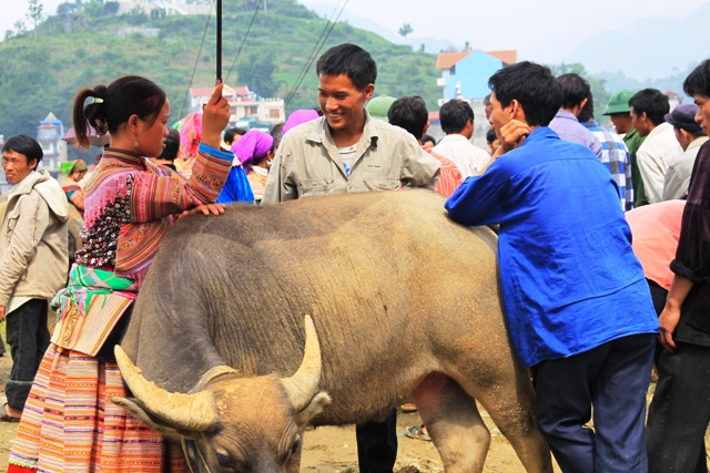 Chợ trâu, khu chợ độc đáo chỉ có ở chợ phiên Bắc Hà