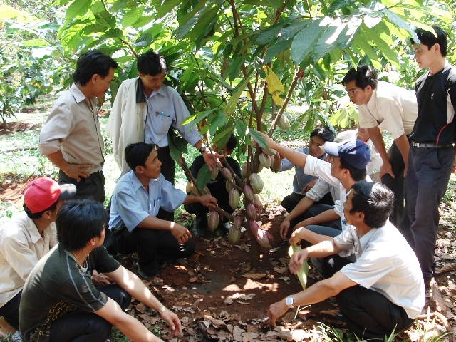 Cán bộ khuyến nông thực hiện việc chuyển giao KH-KT về ca cao cho các chủ trang trại.                                                              Ảnh: Đ.Đ