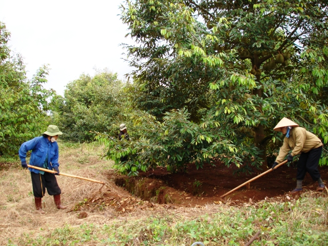  Vườn sầu riêng trong trang trại tổng hợp của ông Nguyễn Hữu Võ (xã Ea Nuôl, Buôn Đôn) trồng hơn 7 năm nay bằng nguồn vốn tự xoay xở của gia đình.