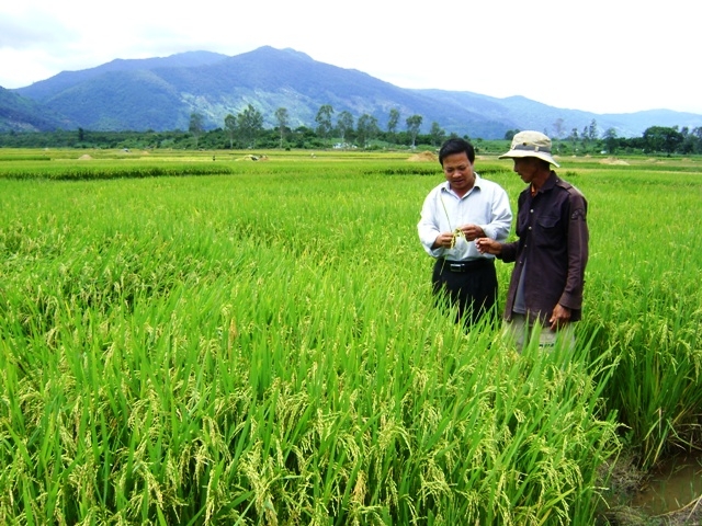 Đồng chí Đinh Văn Long, Bí thư kiêm Chủ tịch UBND thị trấn Krông Kmar (đứng bên trái) được luân chuyển từ huyện về đi kiểm tra việc canh tác lúa của người dân trên cánh đồng Đá Đen.