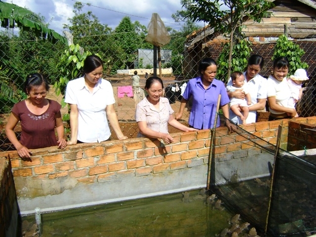 Từ nguồn vốn vay ngân hàng do Hội Phụ nữ tín chấp, hội viên phụ nữ thị trấn Quảng Phú (huyện Cư M'gar) phát triển mô hình nuôi ếch đem lại hiệu quả kinh tế cao. Ảnh: N.X