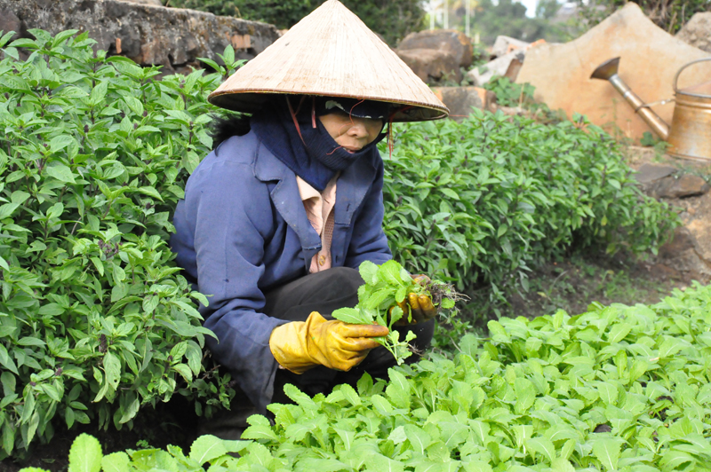 Rau ở suối Đốc Học từ lâu đã nổi tiếng vì có vị rất riêng: ngọt, mềm và rất nhiều nước