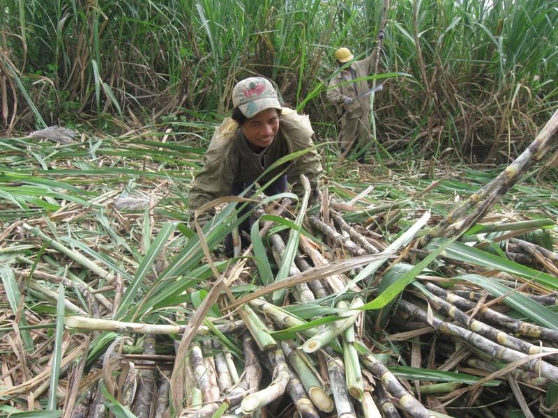 Nụ cười được mùa