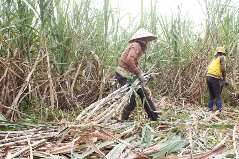 Nhờ chăm sóc tốt, cây mía cho năng suất 70 tạ/ha