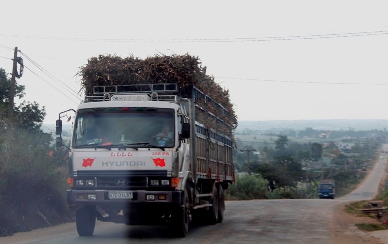 Các nhà máy đường thu mua mía nhanh gọn với giá cao