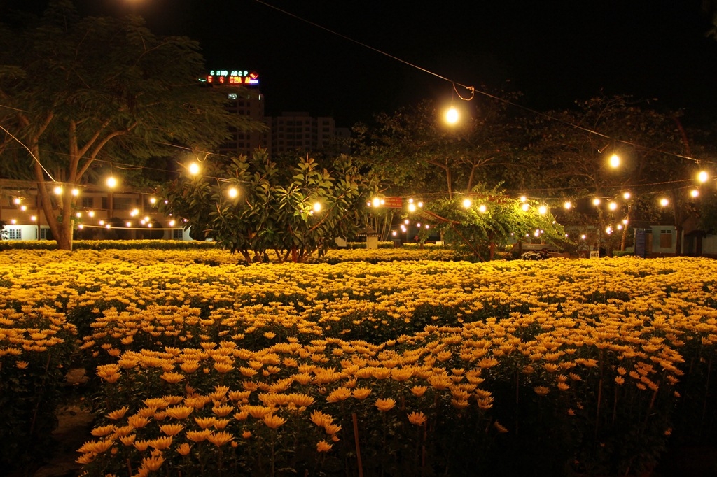 Lung linh vườn hoa cúc