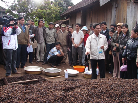 Nông dân huyện Cư M’gar ứng dụng chế phẩm sinh học - men vi sinh để ủ vỏ cà phê làm phân bón vi sinh. ảnh: Thuận Nguyễn