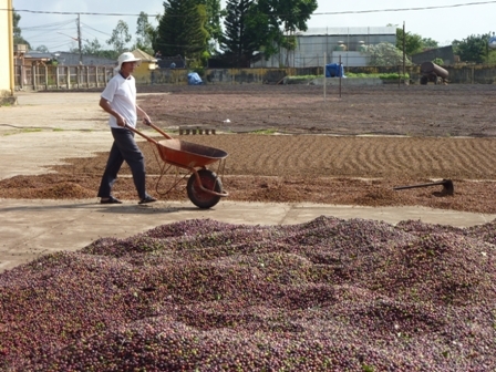 Những hạt cà phê hôm nay mang trên mình sứ mệnh “cất cánh” cho một vùng đất