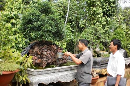 Ông Phạm Song Toàn (bên trái) đang chăm sóc cho các chậu cây cảnh.