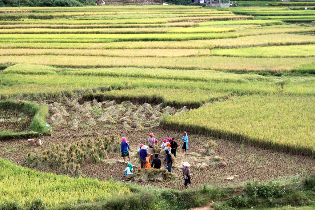 Mùa vàng trên cao nguyên đá.