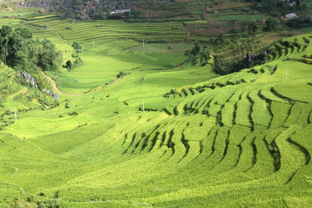 Sức sống diệu kỳ của những ruộng bậc thang.