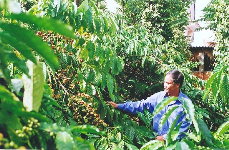 Sản xuất cà phê bền vững cho hiệu quả kinh tế cao.    (Ảnh minh họa)