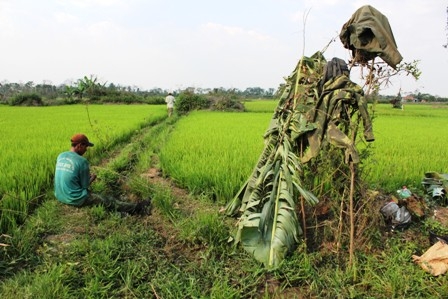 Dựng lều trên đồng lúa để bẫy chim sẻ, ri.