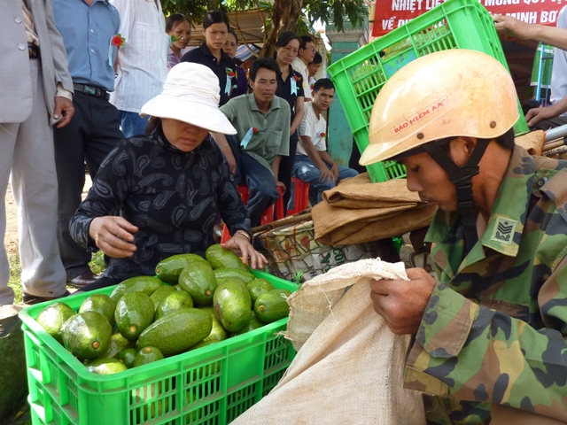 Trái bơ, một trong những loại nông sản hàng hóa có giá trị kinh tế 