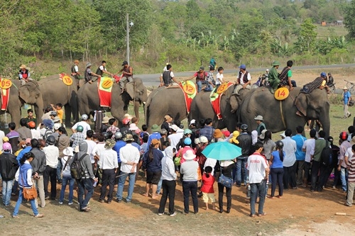 Những chú voi sẵn sàng vào hội