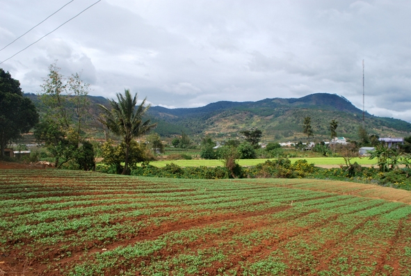 Nương rẫy của người dân K’Ho.  