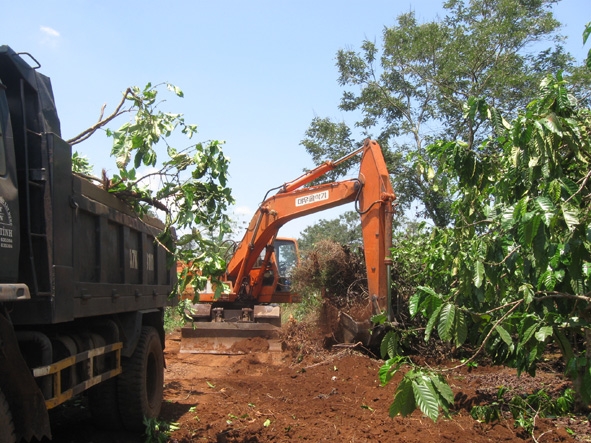   Nhiều  hộ dân thôn 8  tự nguyện chặt bỏ cà phê để  làm đường. 