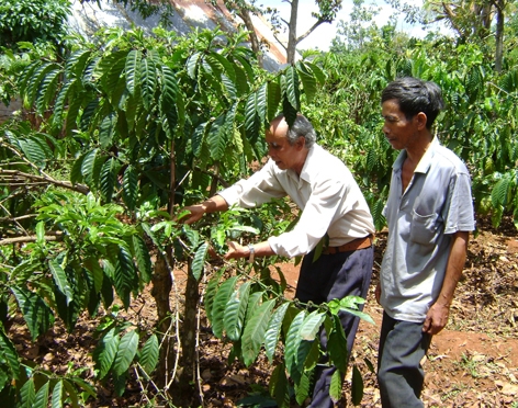 Già làngY Trí Mlô hướng dẫn người dân kỹ thuật chăm sóc  cây cà phê. 