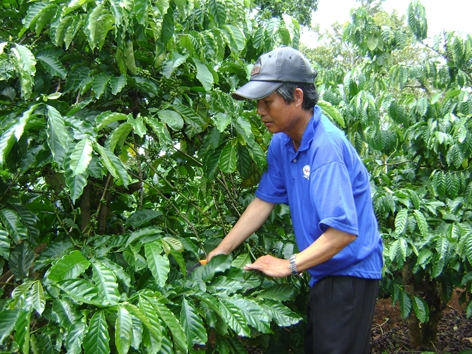 Nhờ áp dụng tiến bộ khoa học - kỹ thuật, trang trại tổng hợp của gia đình ông Nguyễn Tấn Huy luôn đạt năng suất cao và ổn định.  