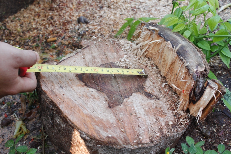 Lõi ở gốc trên 10cm