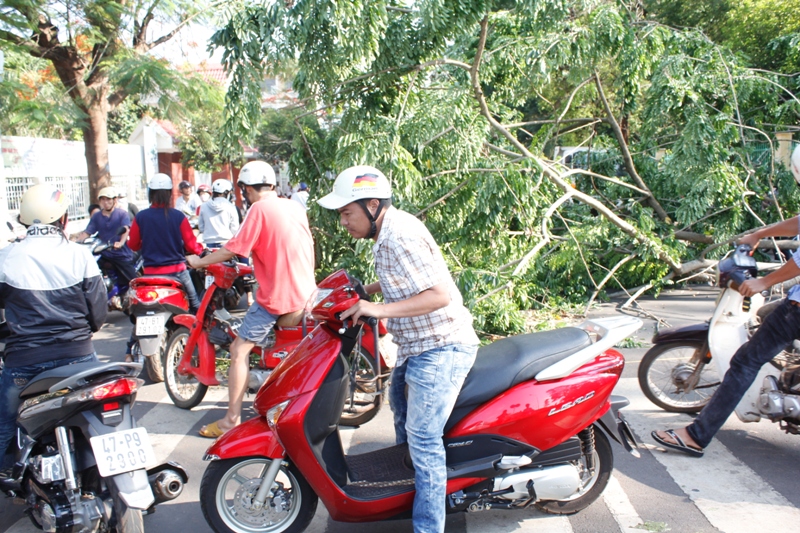 Phần ngọn đổ nằm chắn ngang đường Lê Hồng Phóng khiến việc đi lại của người dân trên tuyến đường này gặp khó khăn