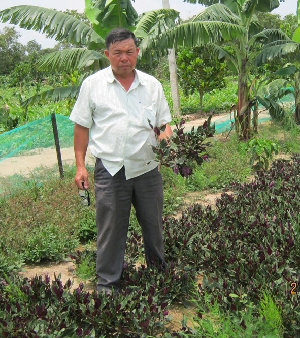 Ông Xuân  bên luống rau  trồng thí  điểm. 