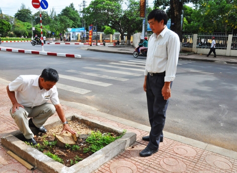 Gốc  cây sưa  mới bị  cưa trộm  ở ngã tư  Y Ngông - Lê Hồng Phong. 