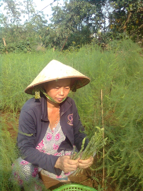 Chị Chu Thị Thu, vợ anh Đại  đang thu hoạch măng tây. 