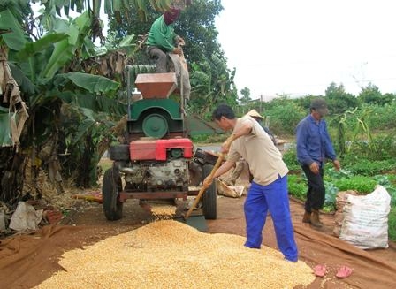 Hình thành nên các vùng chuyên canh như bắp, lúa, cà phê...đã góp phần nâng cao thu nhập cho các hộ gia đình ở nông thôn