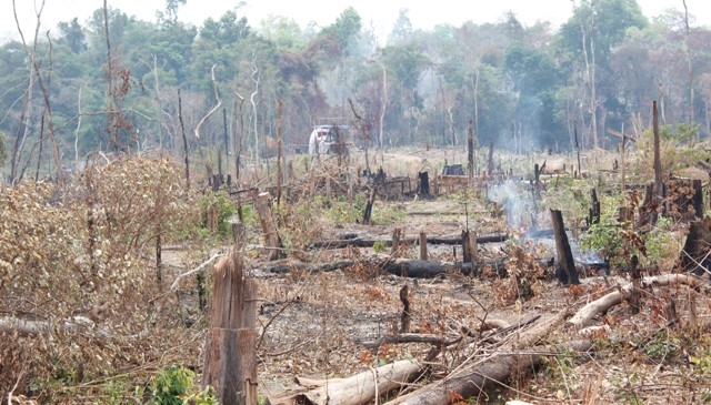 Dân di cư tự do đang đặt áp lực lên nhiều cánh rừng ở Dak Lak