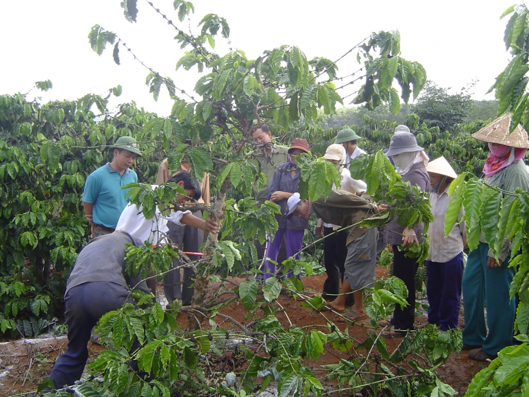 Hợp tác xã sản xuất cà phê – một hướng đi mới để sản xuất cà phê bền vững. (Trong ảnh: Cán bộ kỹ thuật hướng dẫn nông dân cách ghép cà phê).