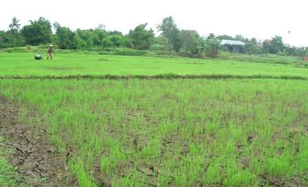 Lúa bị hạn ở huyện Krông Pak