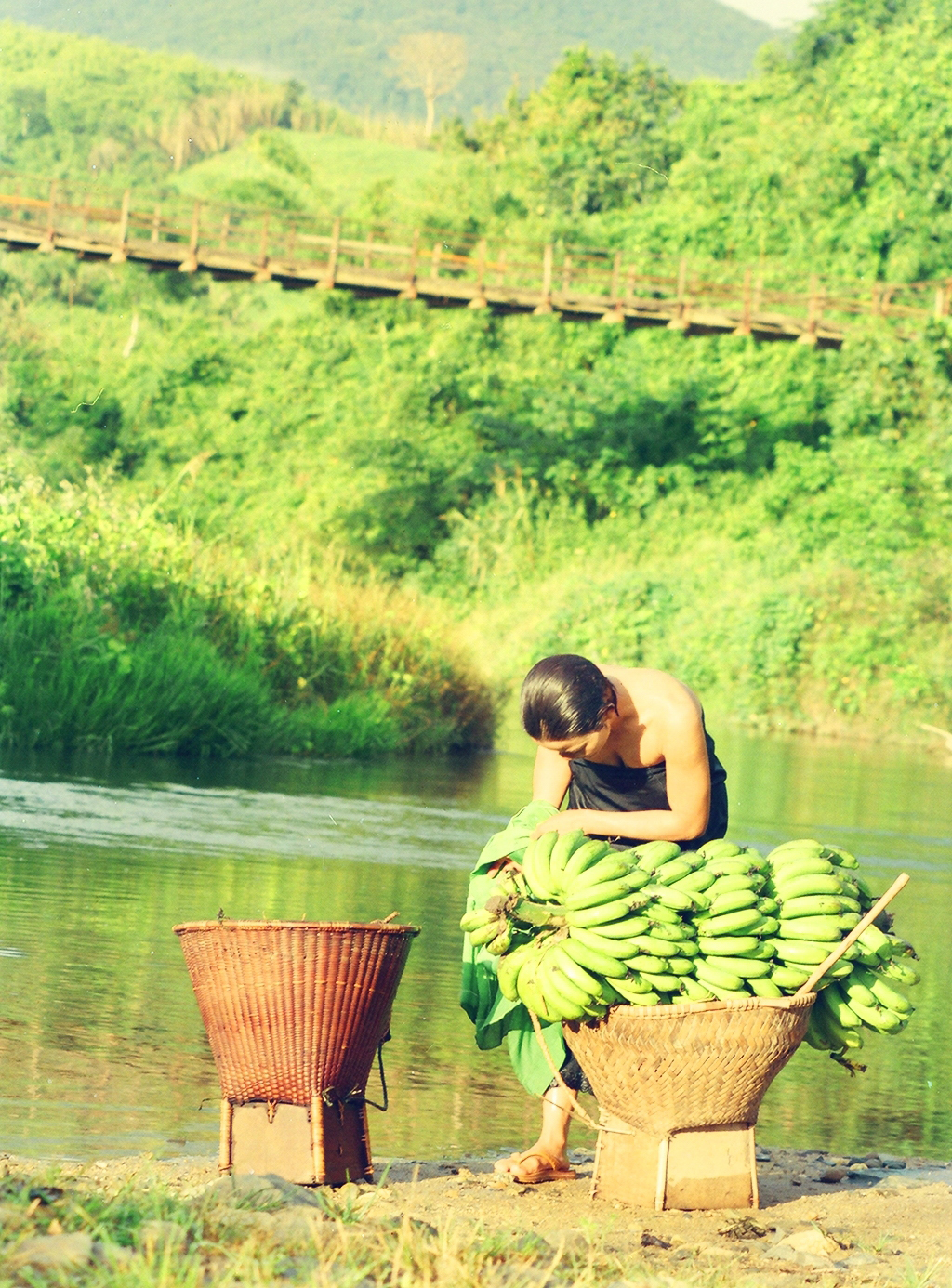 Quà ngọt của rẫy.