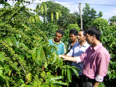 Các thành viên CLB “Thanh niên góp vốn giúp nhau lập nghiệp” xã Dliê Yang trao đổi kinh nghiệm chăm bón cà phê.                                                                                                Ảnh: T.A 