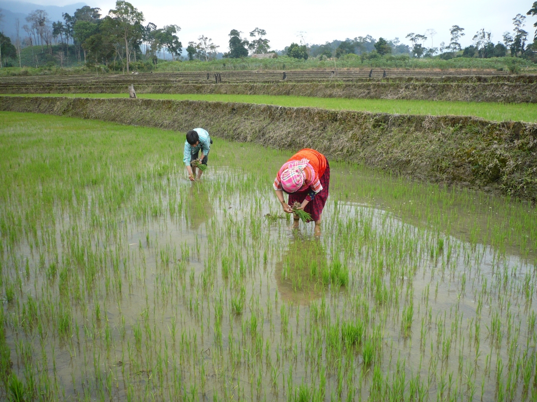 Bà con nông dân huyện Krông Bông  gieo cấy vụ thu đông 2012.  