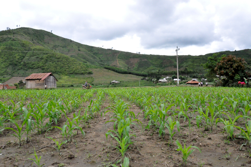 Hiện nay, người dân xã Cư Pui đang gieo trồng lại để đón đợt mưa mới. Tuy nhiên với tình trạng thời tiết thất thường như hiện nay, diện tích trồng mới vẫn không bảo đảm cho năng suất tốt