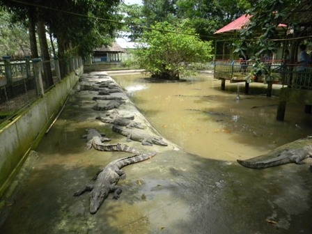 Câu cá sấu